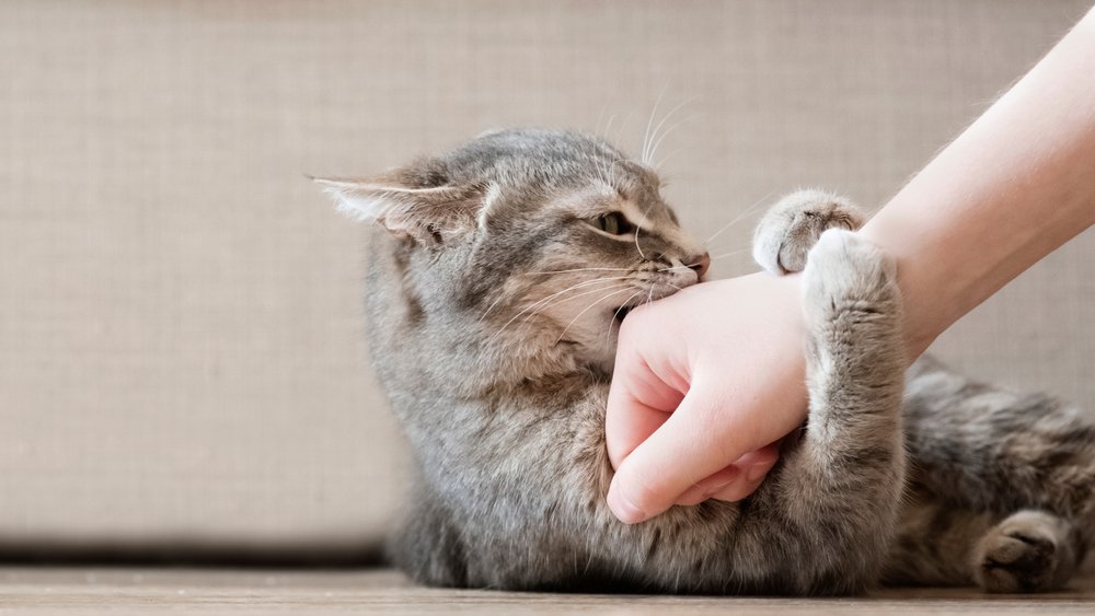 Por qué tu gato te muerde