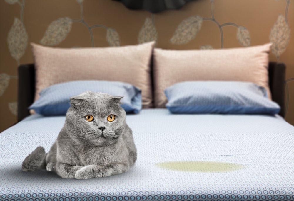 señales de que tu gato te quiere