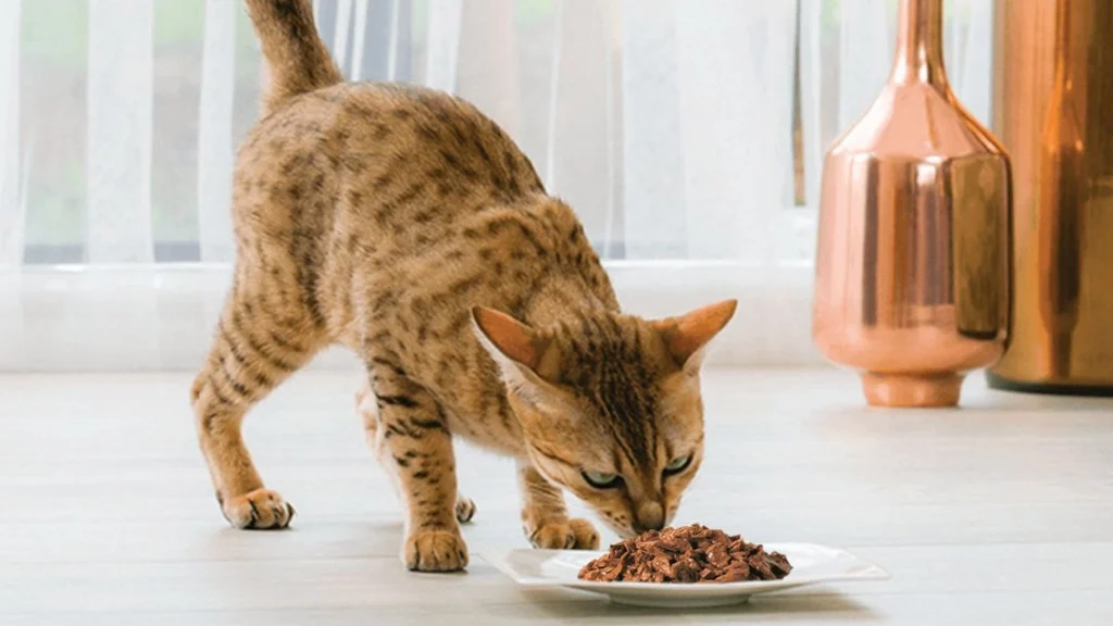 ¿Cuántas veces al día debo alimentar a mi gato? Guía práctica según su edad y estilo de vida