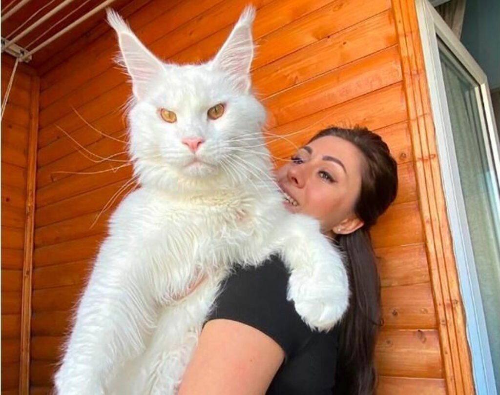 razas de gatos: Maine Coon