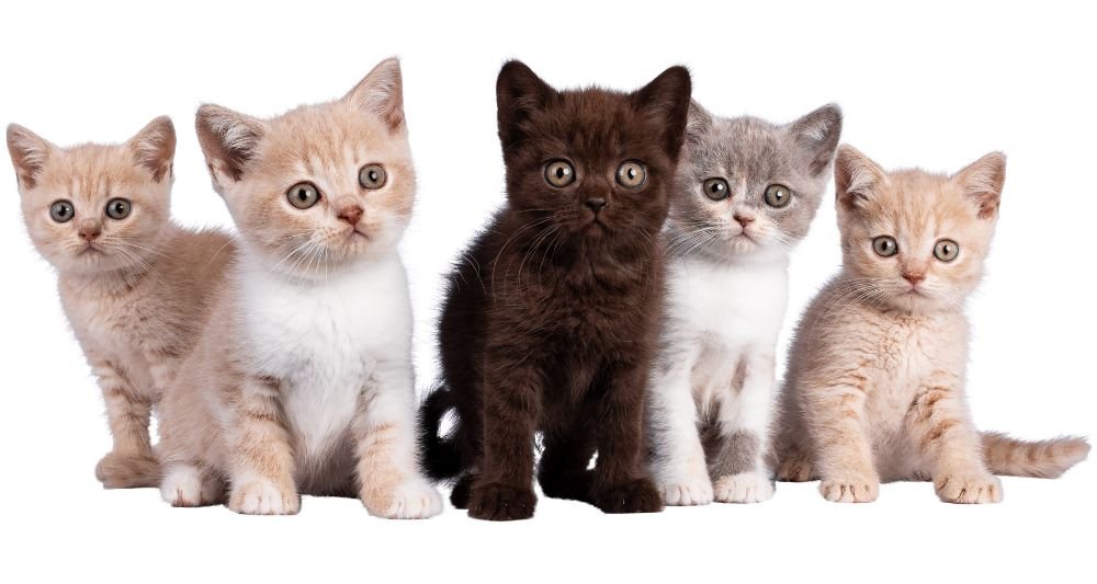 Gatos Todo lo que debes saber sobre estos fascinantes felinos