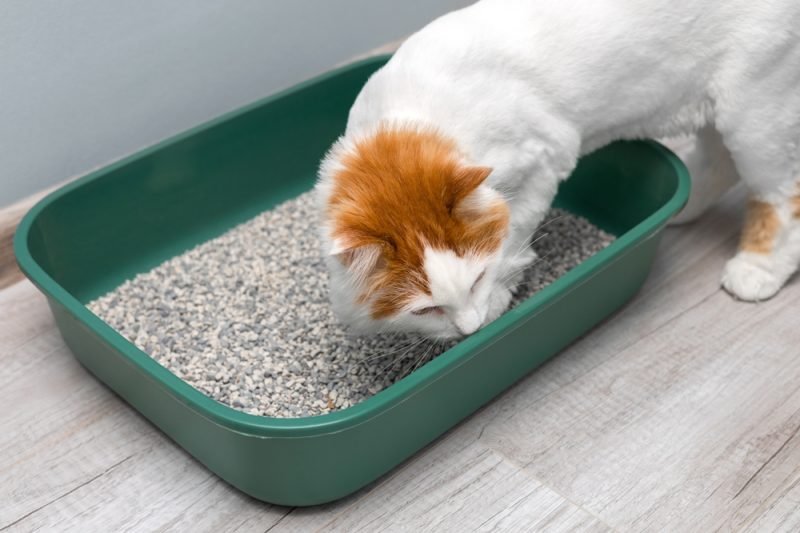 Cómo hacer un arenero para gatos