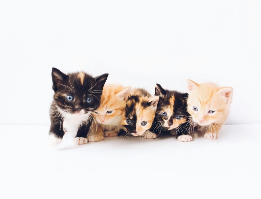 Cómo adaptar tu casa para vivir con varios gatos