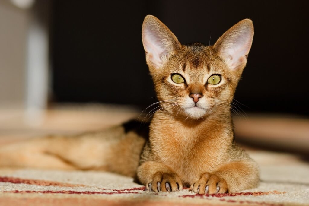 gato Abisinio