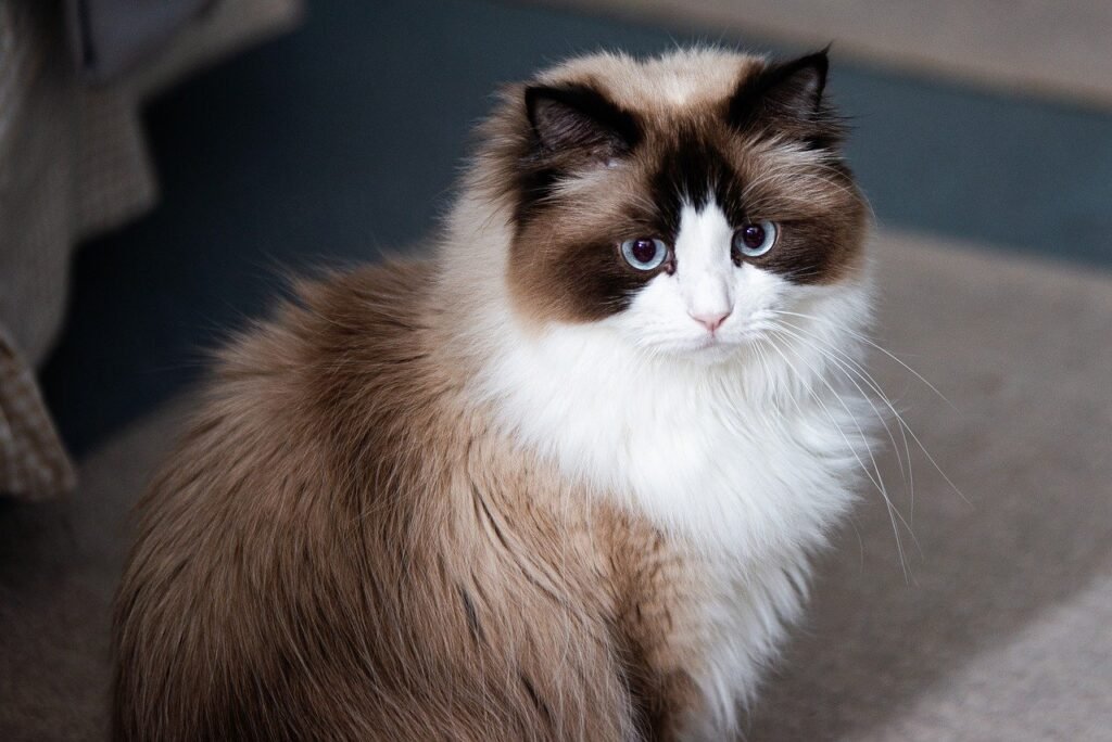 gato Ragdoll