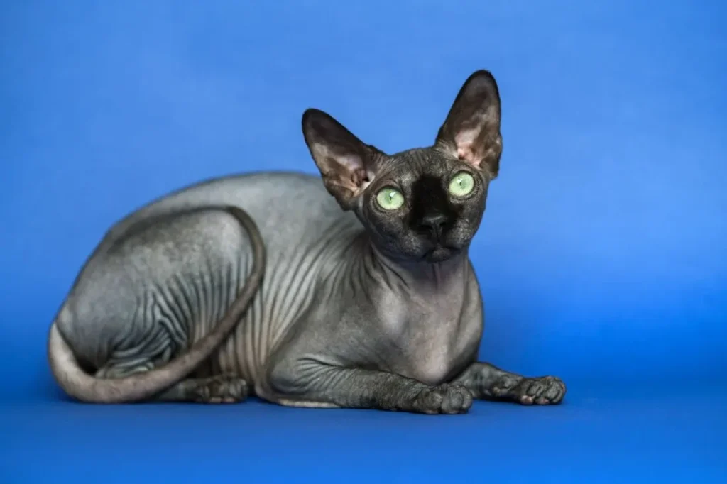 gato Sphynx