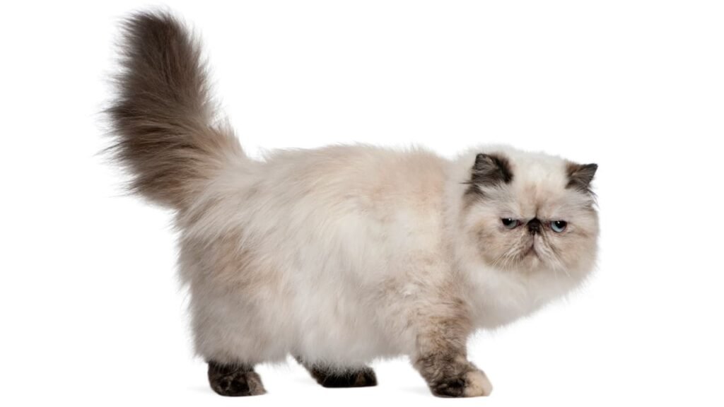 mascota gato persa himalayo