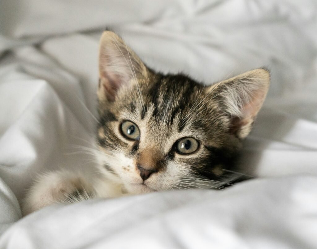 La gripe aviar es una amenaza para los gatos