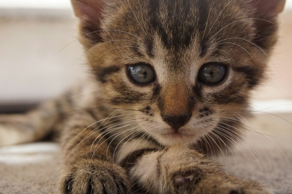 Mi gato no quiere comer