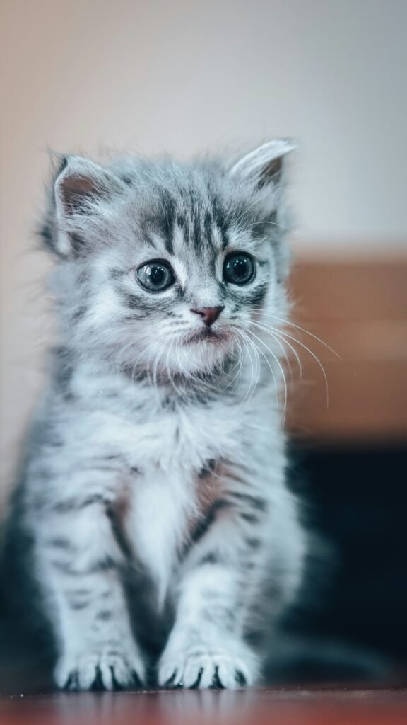 Cómo introducir un gato nuevo en casa