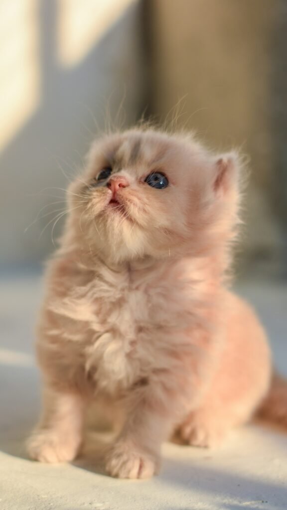 gato8
