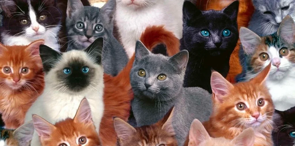 razas de gatos