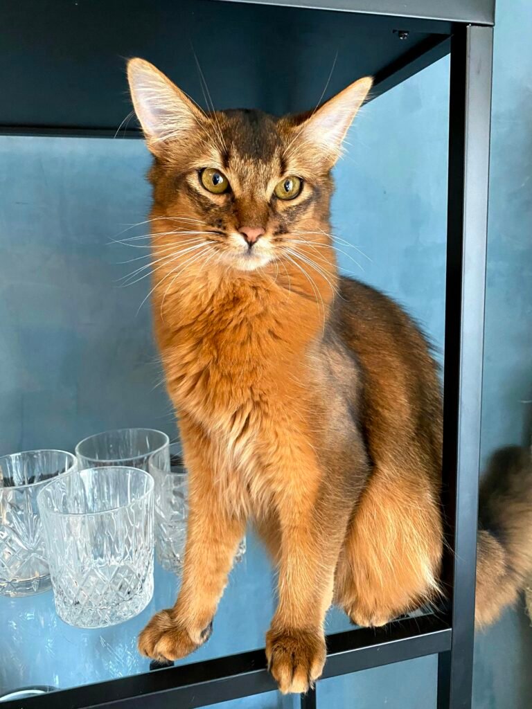 Abyssinian Todo sobre la raza de gato más elegante y activa del mundo