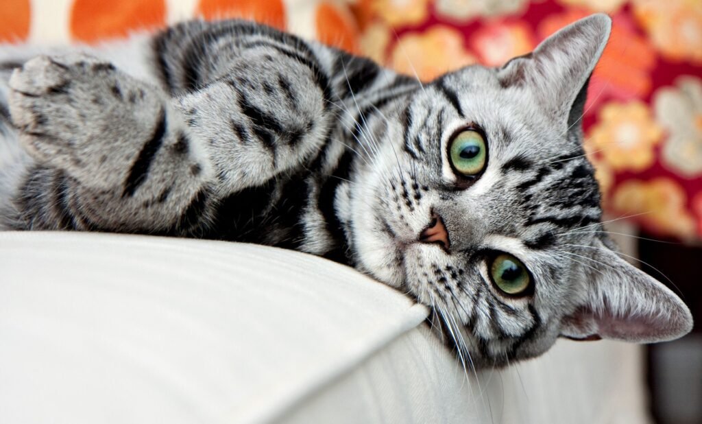 American Shorthair