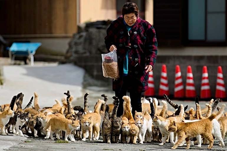 Aoshima, la Isla de los Gatos en Japón