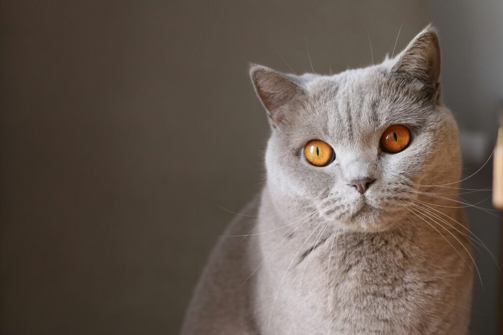British Shorthair