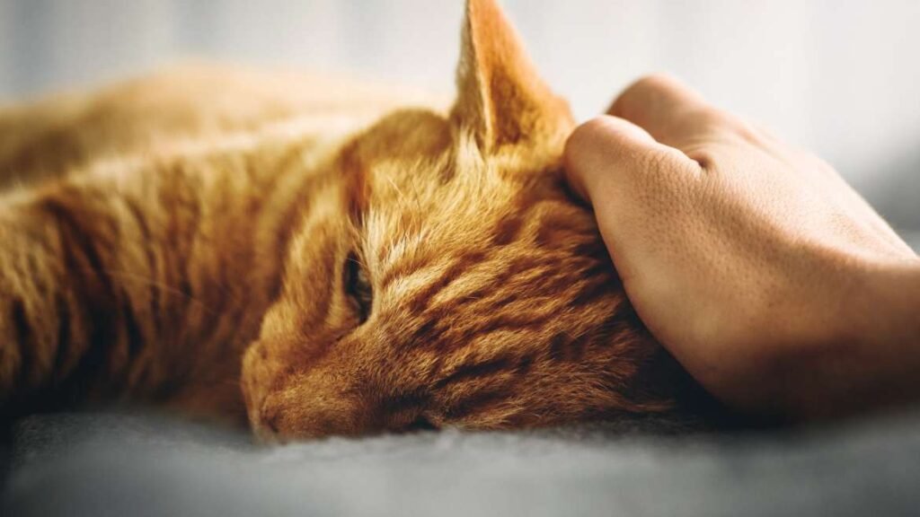 Cómo saber si mi gato está enfermo