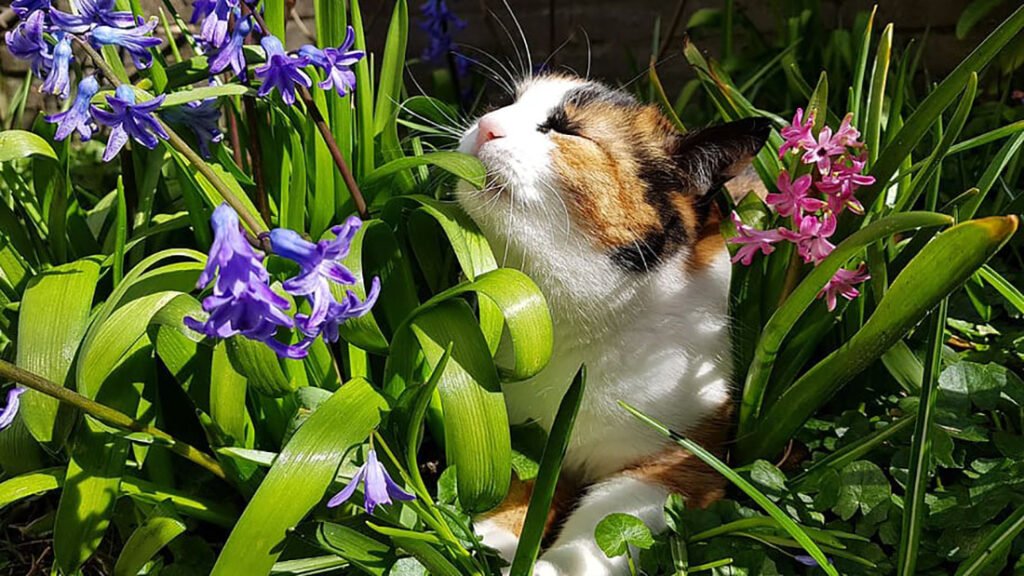 Gatos y plantas tóxicas